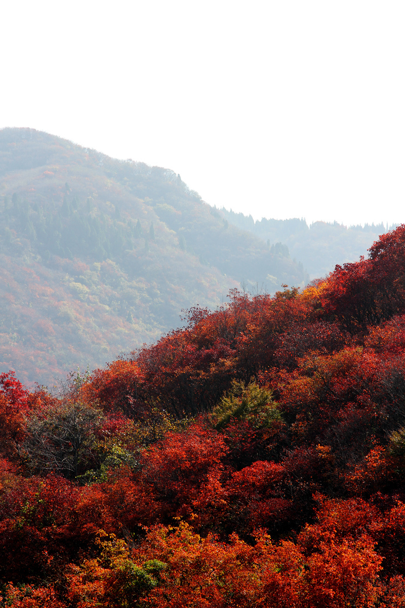 濟南紅葉谷採風 (/)