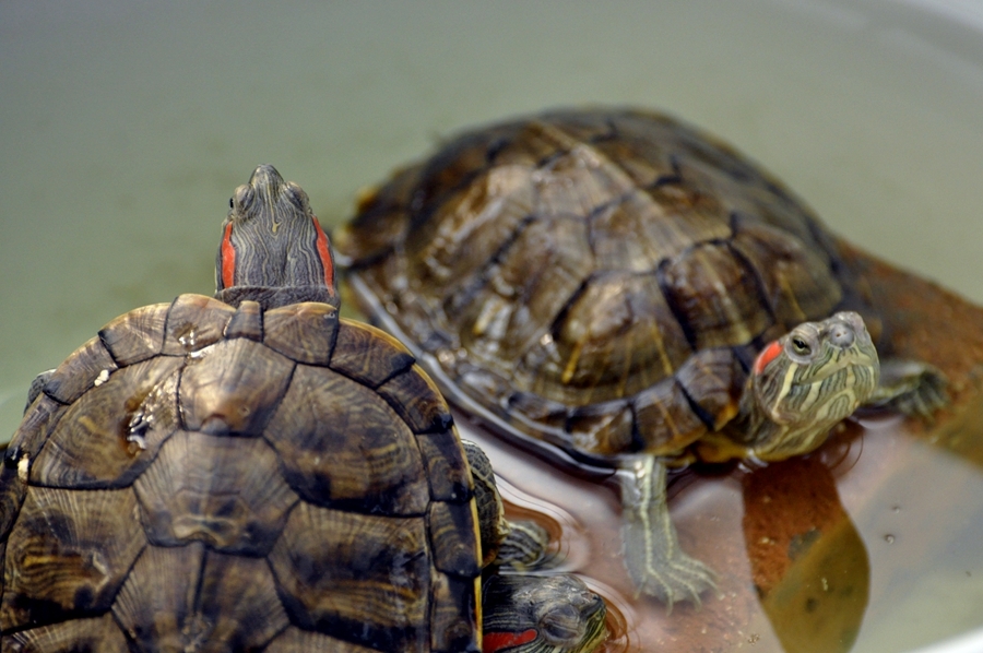 教你应对乌龟不吃东西的情况 为何宠物龟挑食