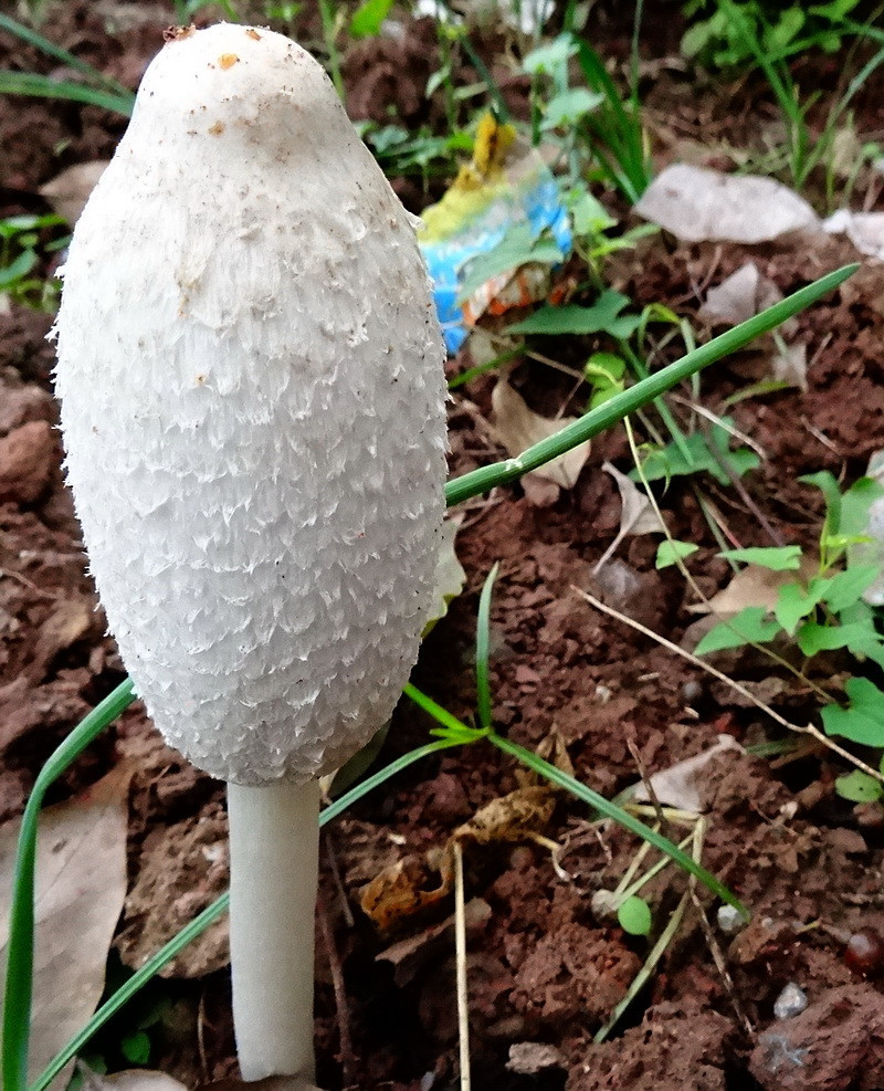 今日最鮮手玲野生菌