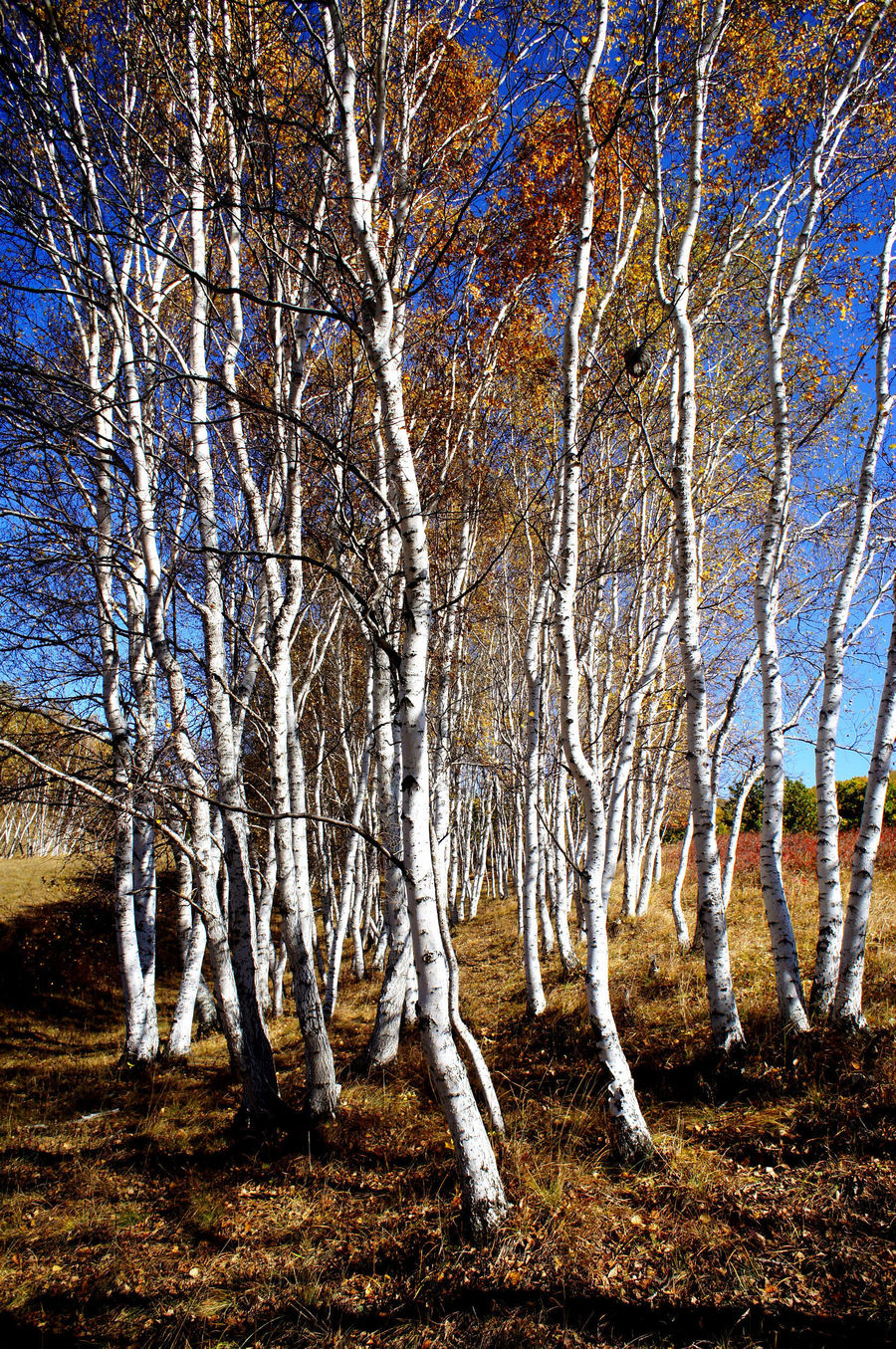 白桦树一年四季的颜色图片
