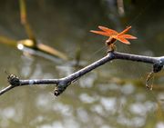 小溪边的蜻蜓