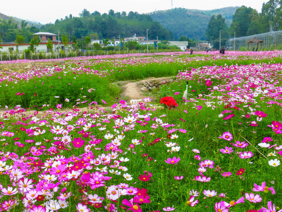 格桑花风景图片大全图片