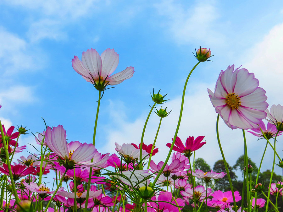 格桑花图片大全大图图片