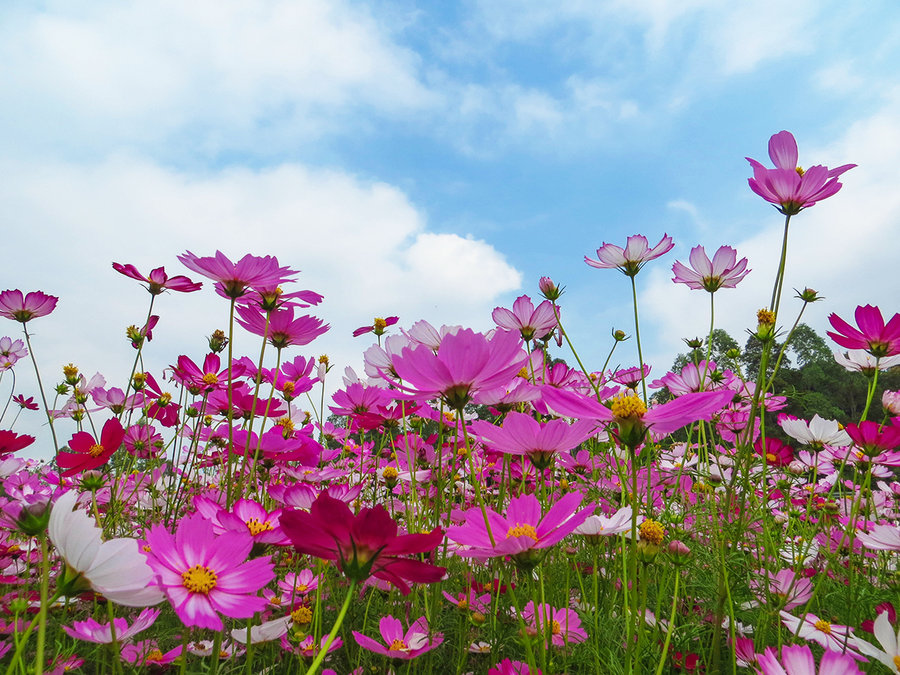 格桑花风景图片大全图片