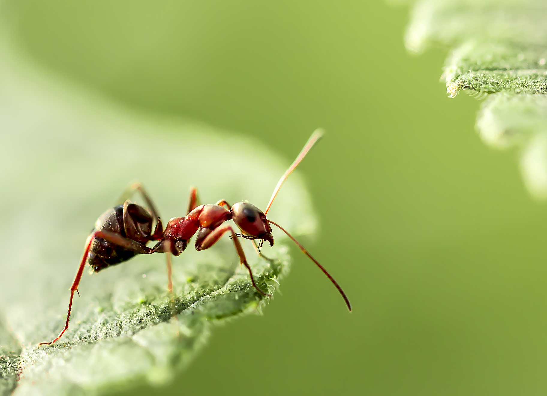 蚂蚁|摄影|其他摄影|melodyphoto - 原创作品 - 站酷 (ZCOOL)
