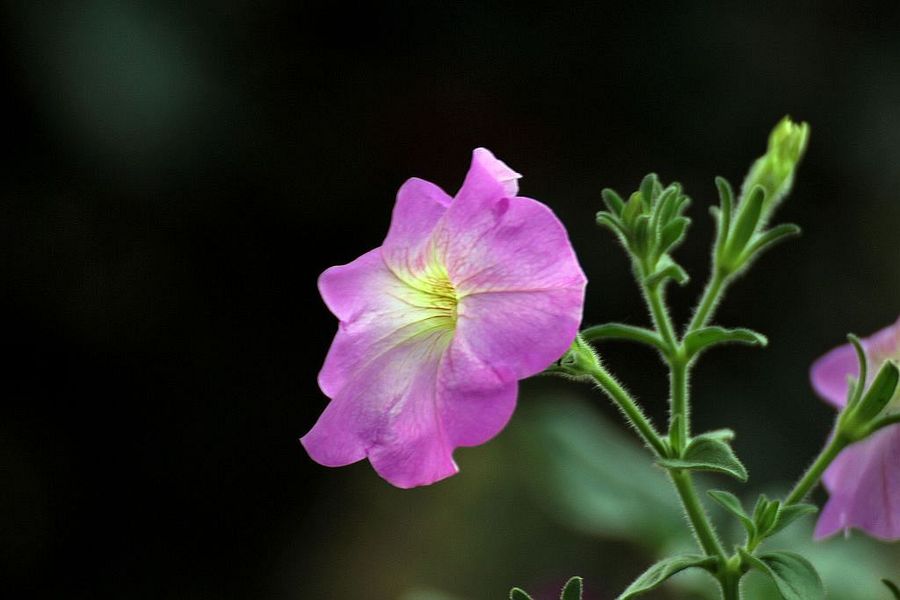 矮牽牛花2