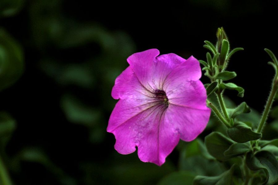 矮牵牛花(矮牵牛花是多年生还是一年生)