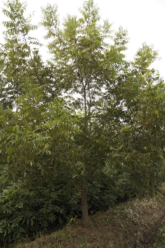 美国薄壳山核桃树图片