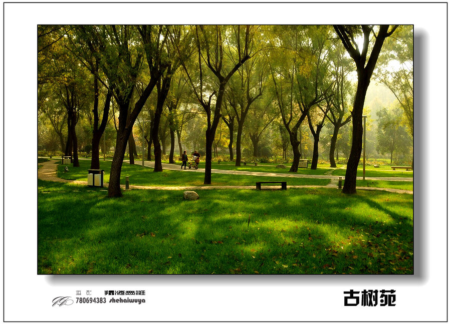 郑州古树苑图片