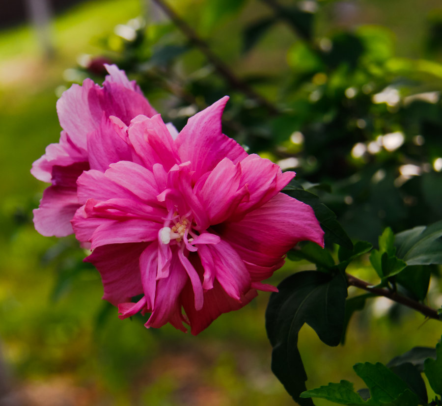 陽光下的芙蓉花