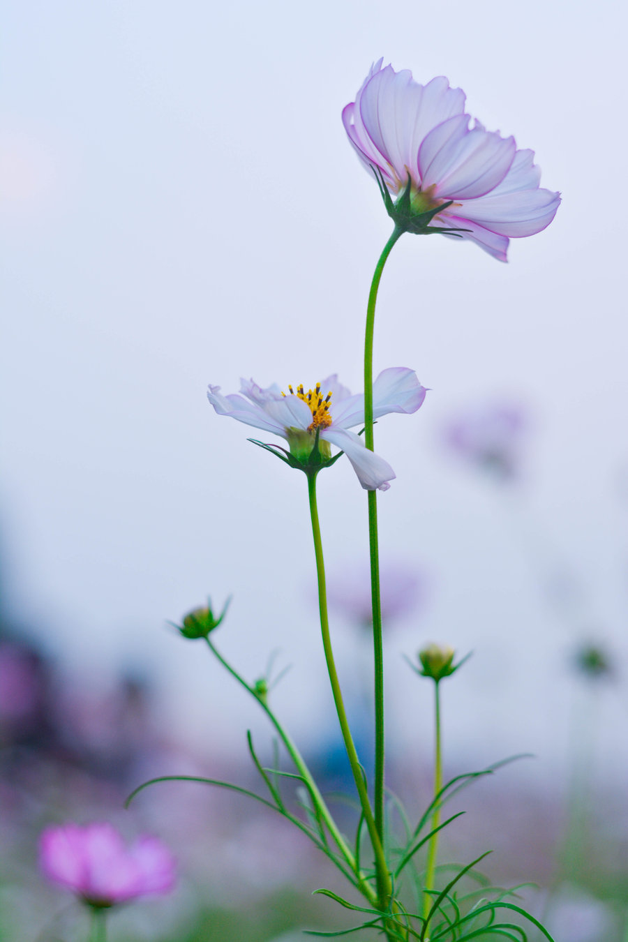 格桑花海