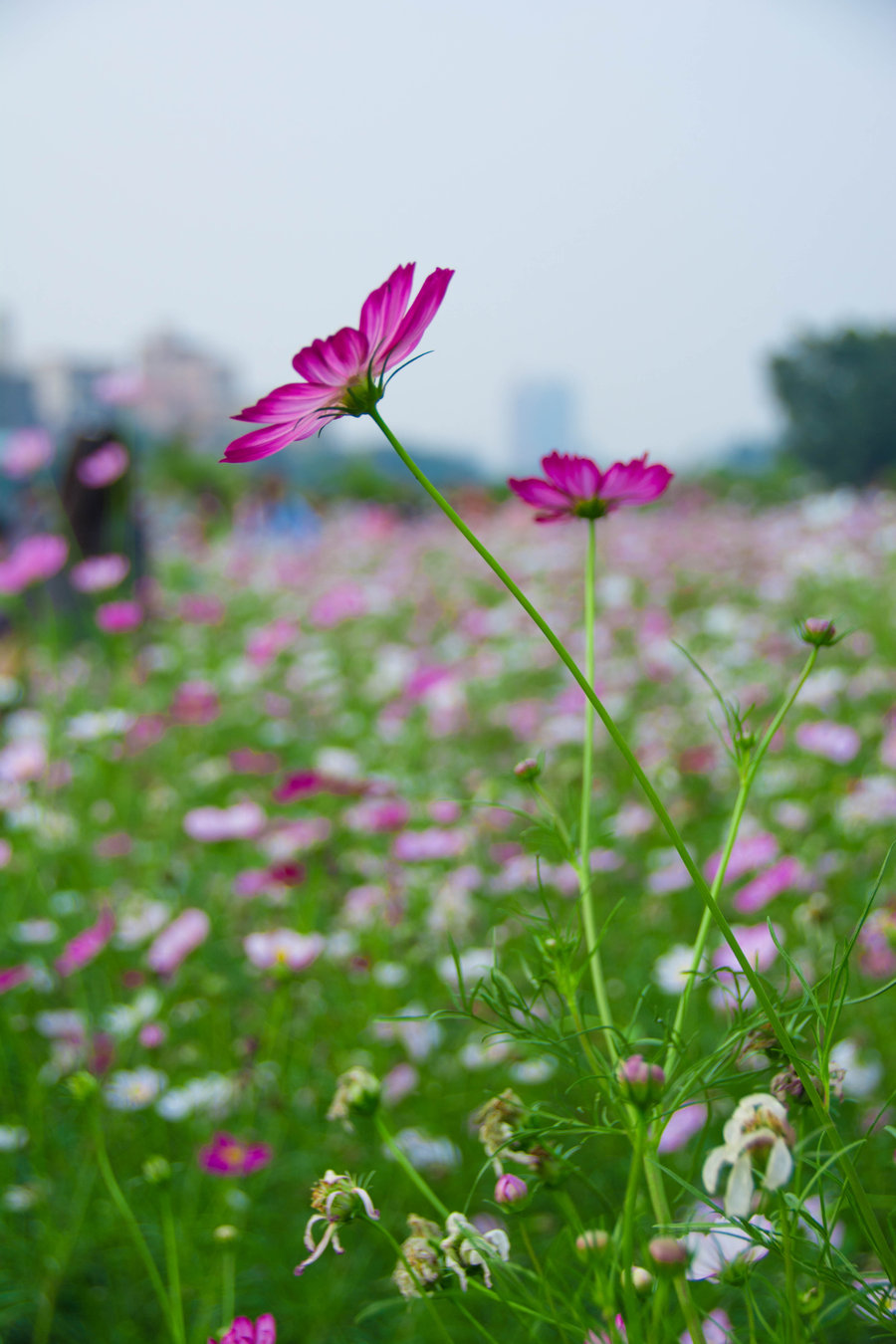 格桑花海