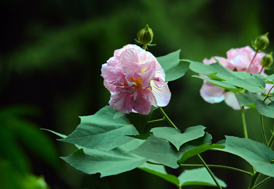 木芙蓉