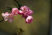 温室中的海棠花(1)