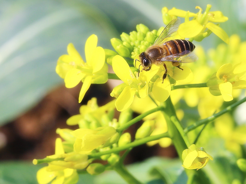 蜜蜂采花图片真实图片