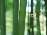 竹。
