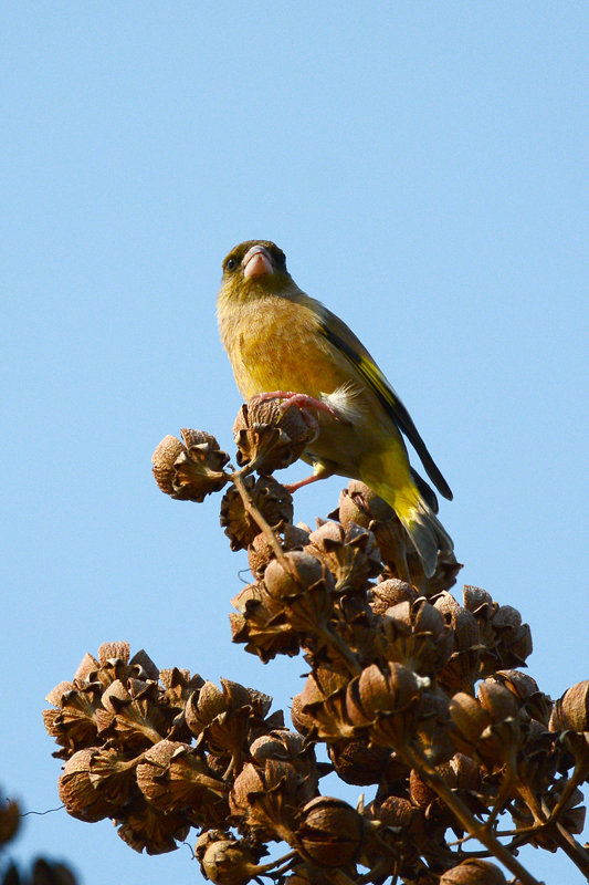 鳥季來了,打鳥去 —— 金翅鳥