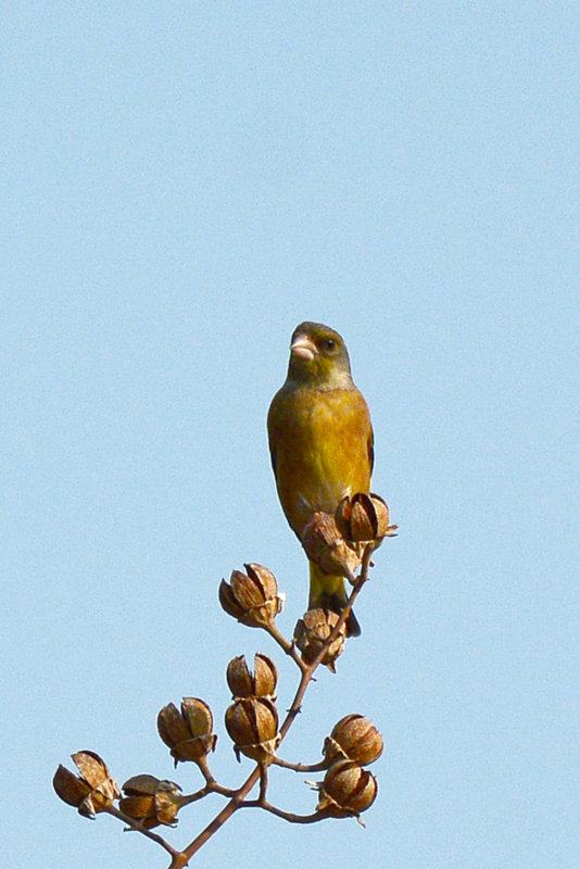 鳥季來了,打鳥去 —— 金翅鳥