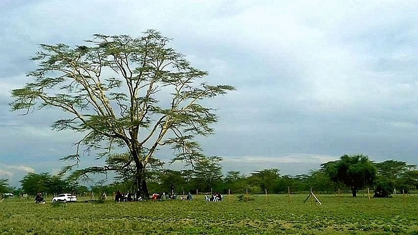 MAASAI LAND ԰֮