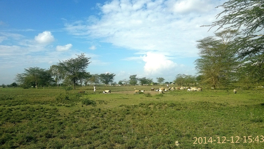 MAASAI LAND ԰֮