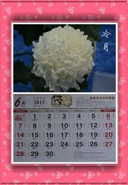 菊花品种月历喜迎新年