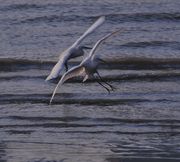 黄浦江畔的鹭鸟