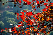 【海棠摄影协会走进石门森林公园红叶节采风活动】-枫情万种  