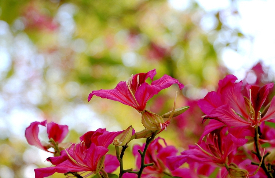 再學拍紫荊花