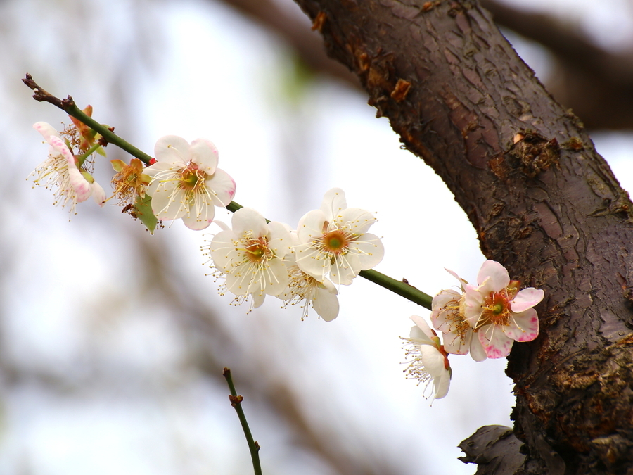 梅花