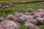 2015.3月20号约半拼车看林芝桃花！川藏南线+稻城亚丁、梅丽雪山+青藏线