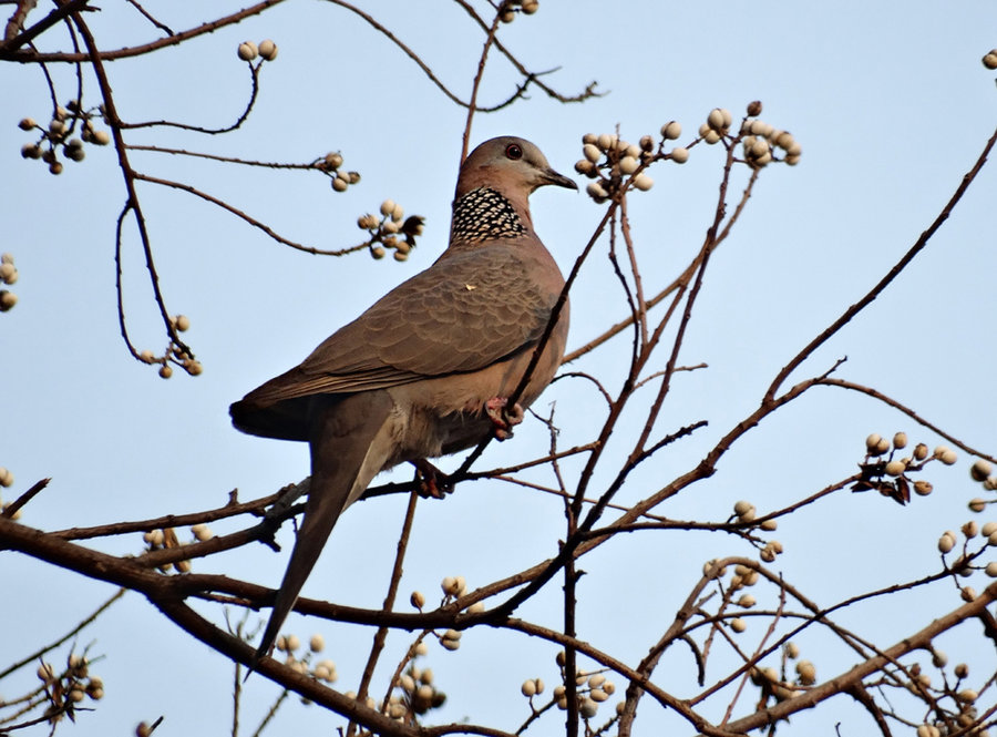 珠頸斑鳩索尼hx300長焦dc拍攝