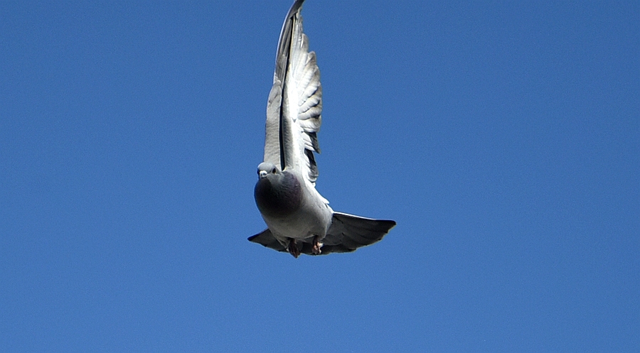 ɸ