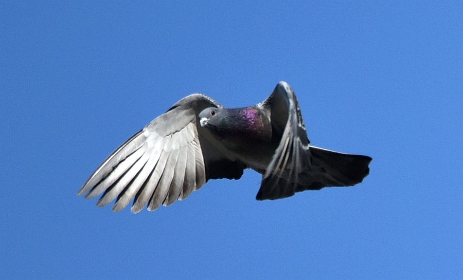 ɸ