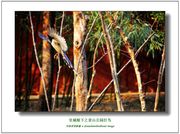 北京景山公园18-200头打鸟