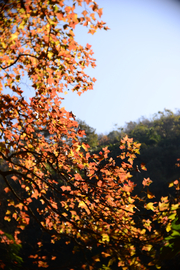   石门森林公园红叶  随影