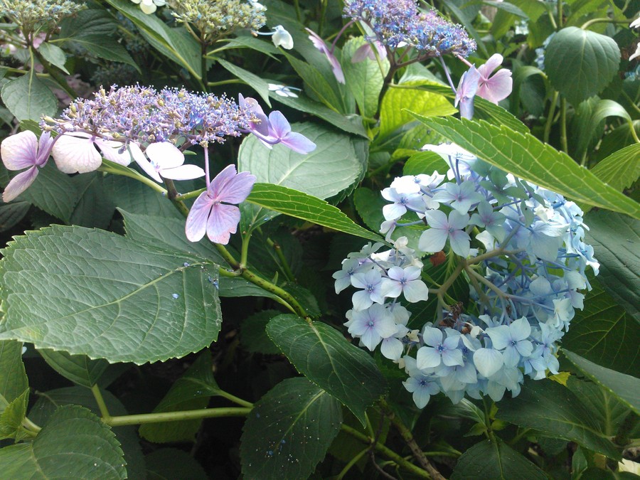 八仙花简介(八仙花有什么特点?)