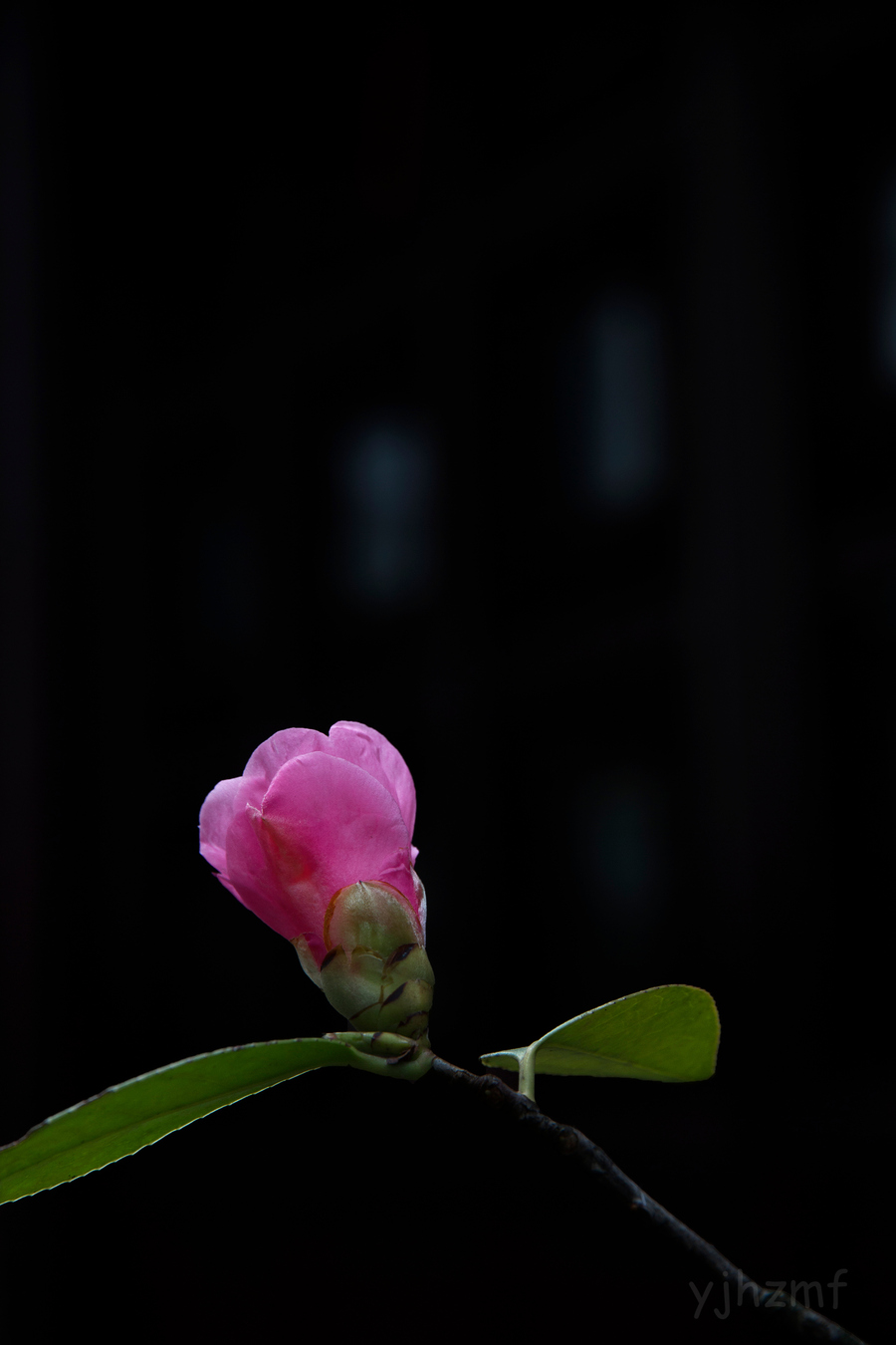 茶花叶子背面黑色虫卵图片