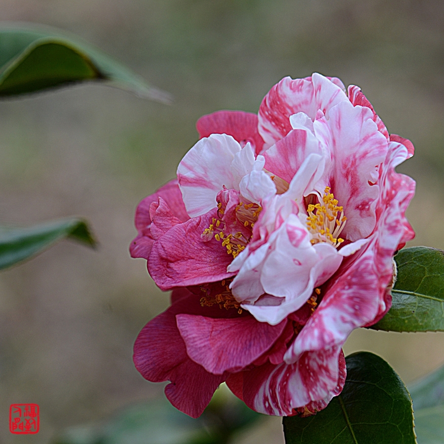 井尚茶花图片图片