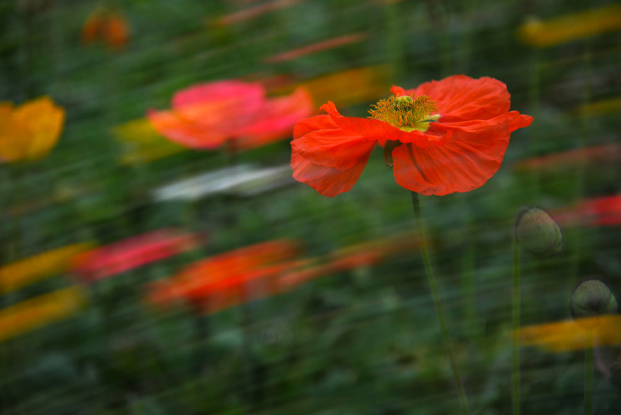 花非花