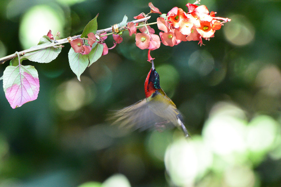 ˣȥ  ̫ɰ  ٶͶģ