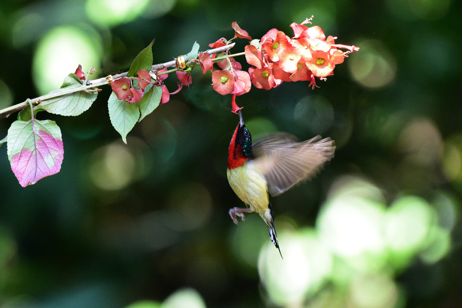 ˣȥ  ̫ɰ  ٶͶģ