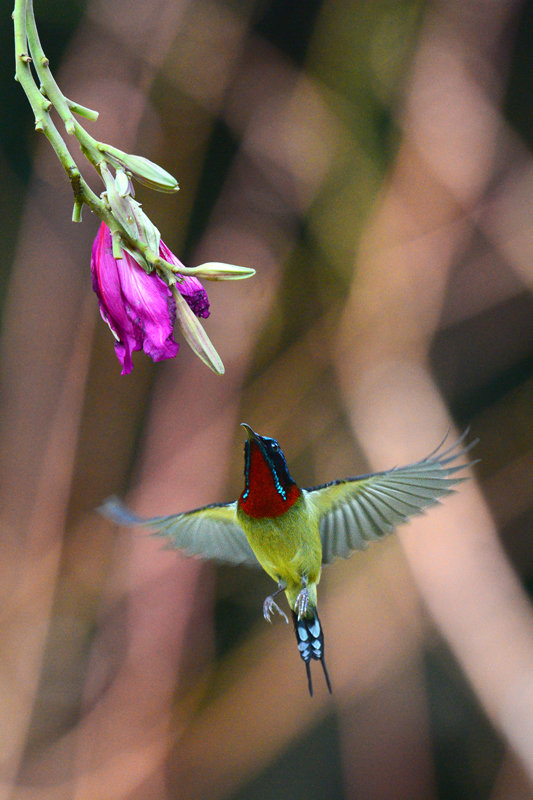 鳥季來了,打鳥去 —— 太陽鳥飛版 高速定格和動感模糊