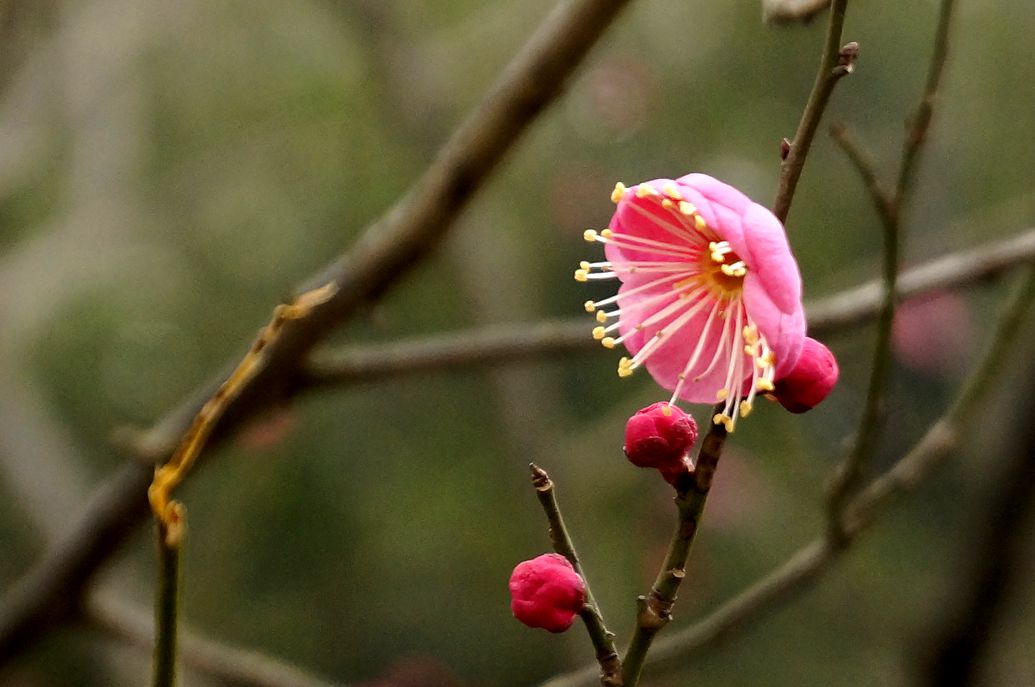 【2015年首見紅梅花開攝影圖片】生態攝影_曉光影暉