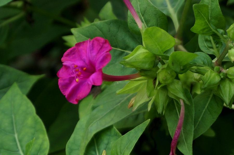 紫茉莉花(续)