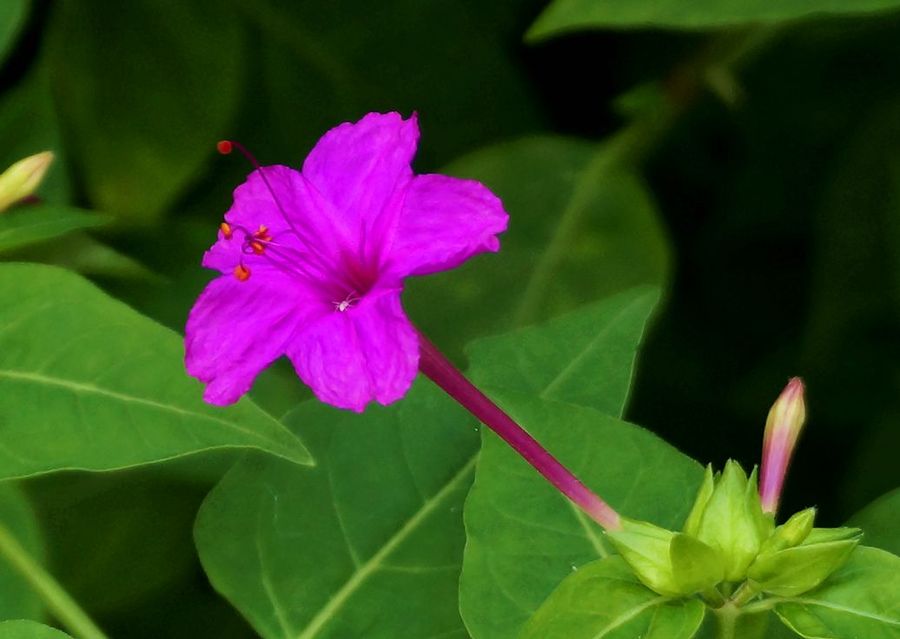 紫茉莉花(續)