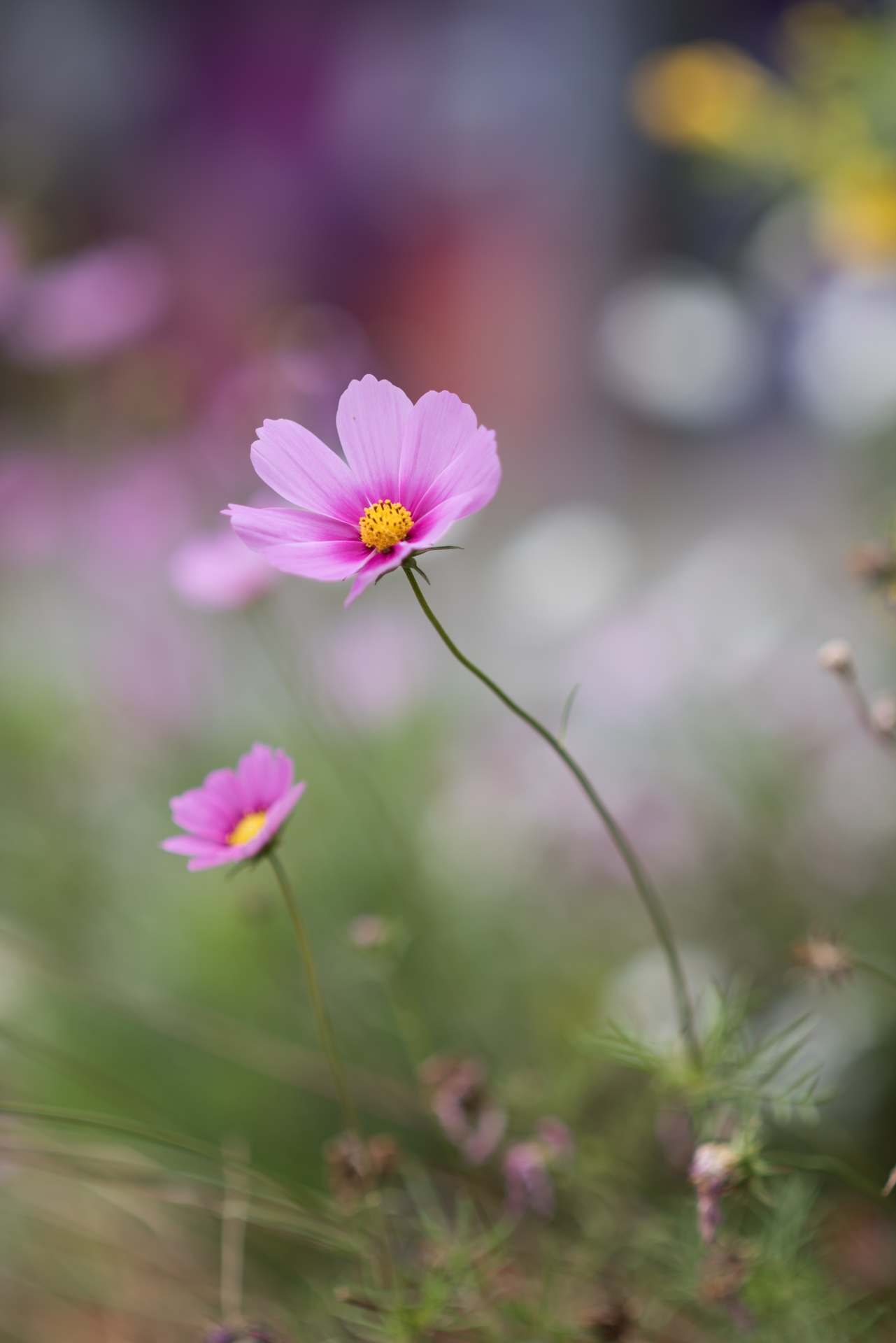 格桑花(格桑花歌曲)