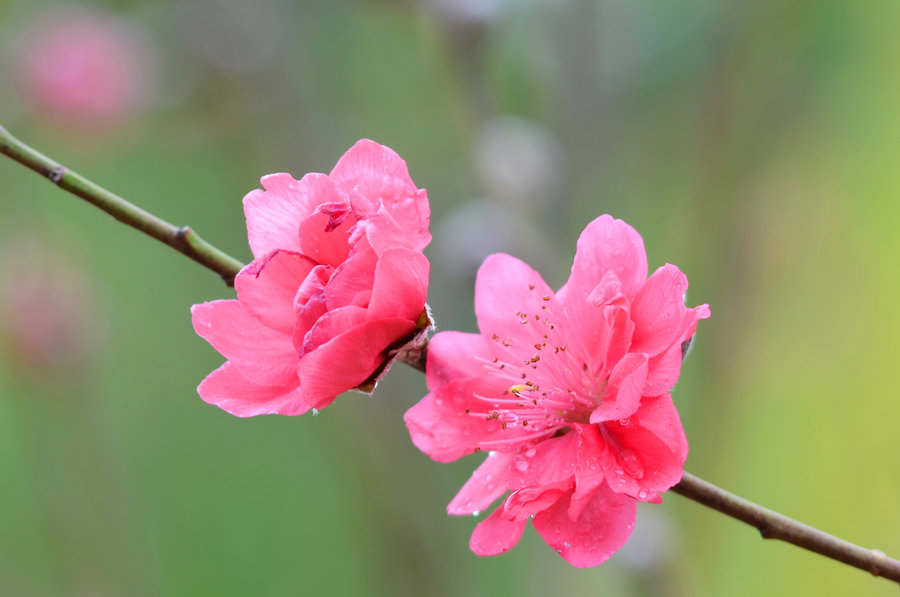 桃花真实图片欣赏图片