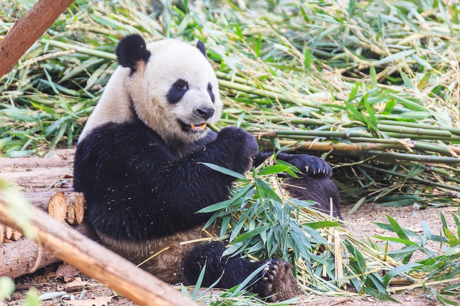 国珍熊猫图片