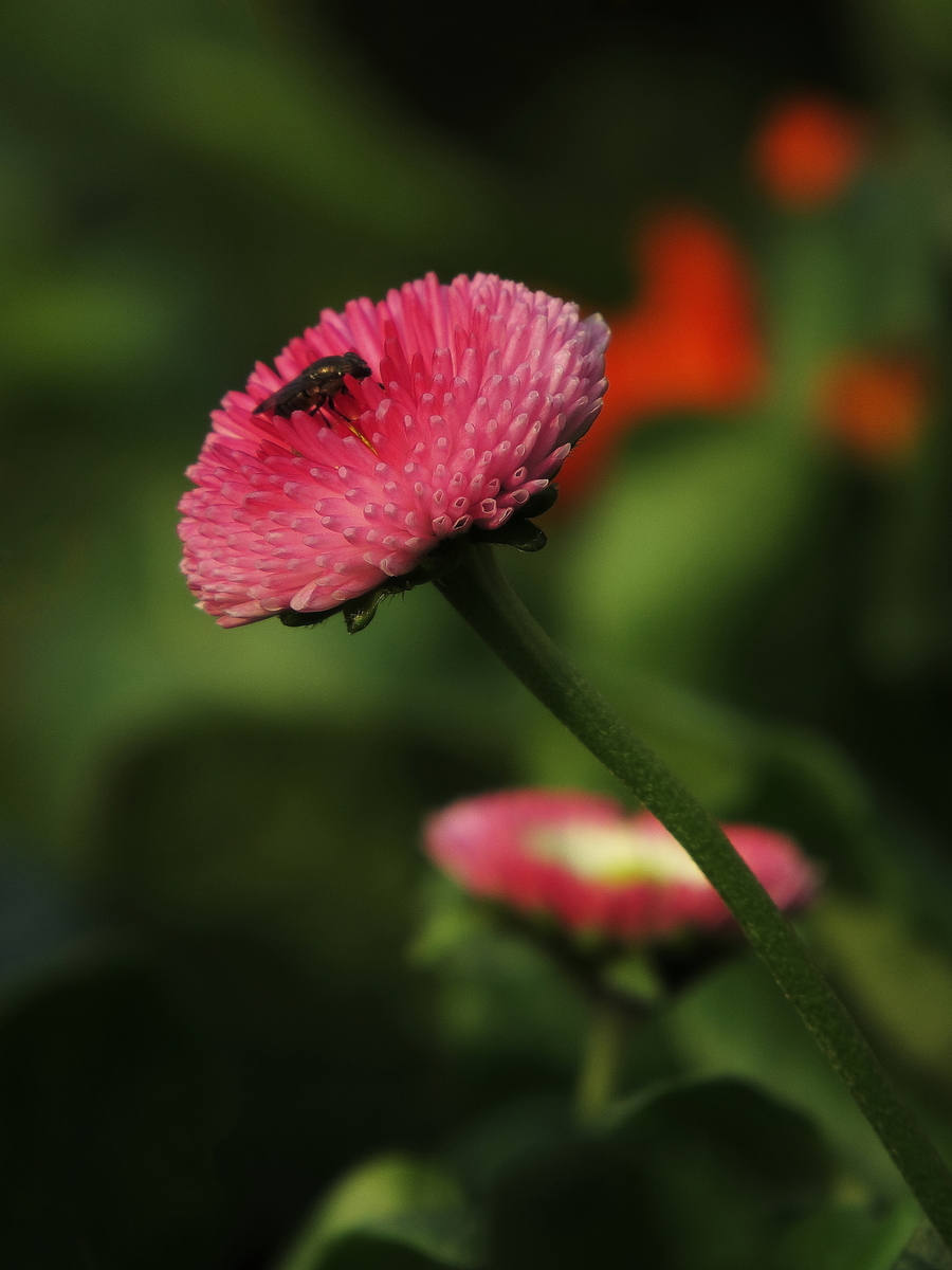 沾花惹草