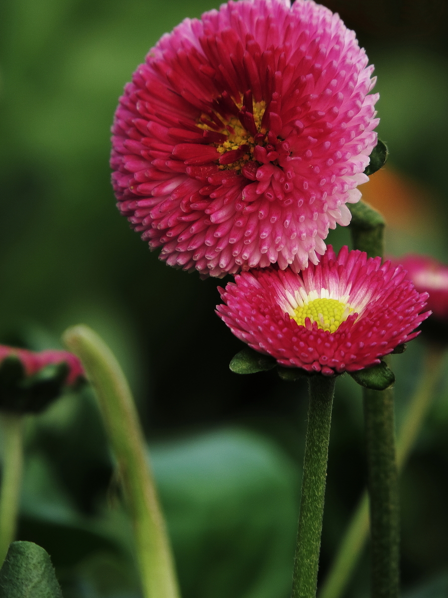 沾花惹草